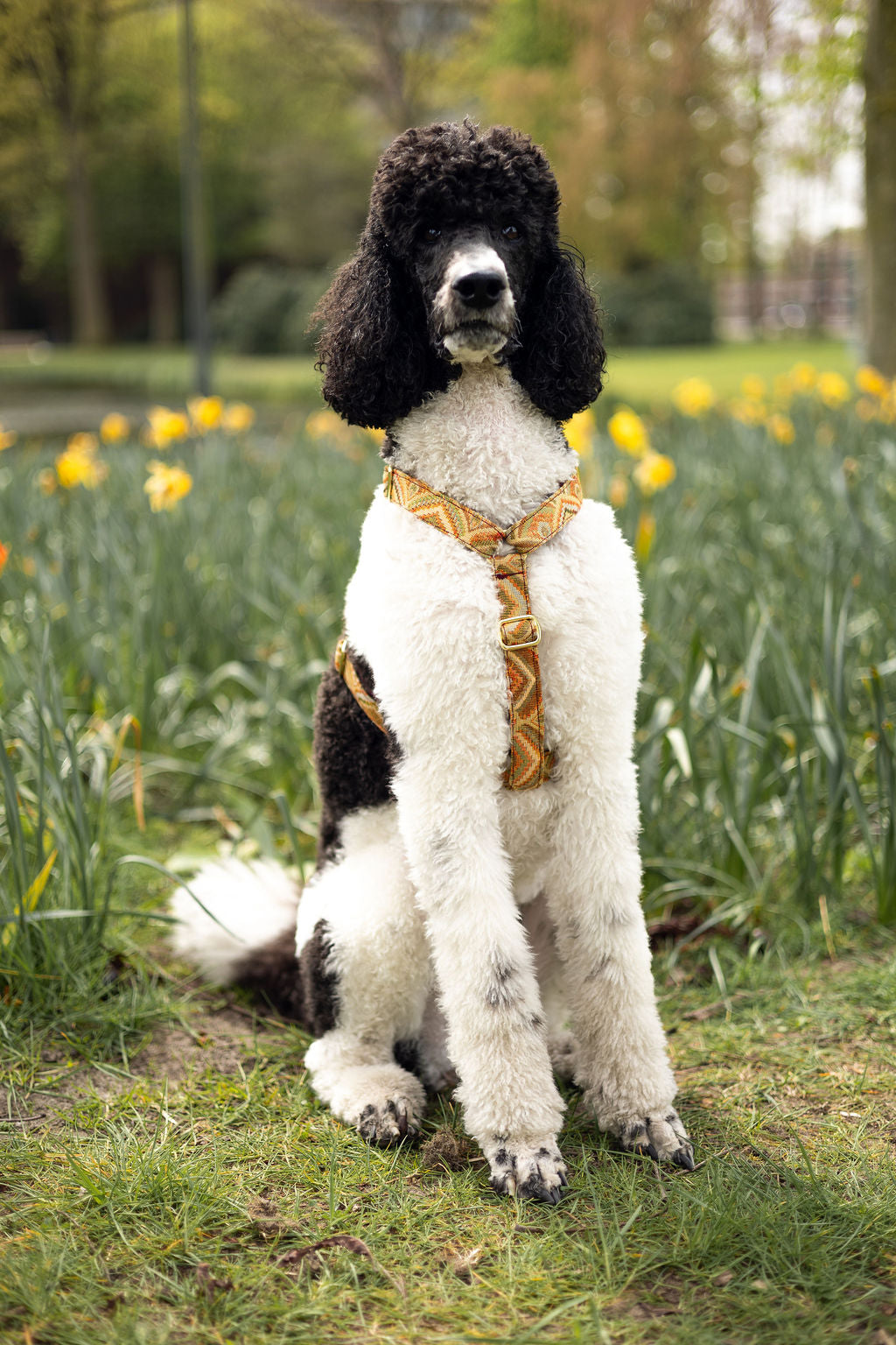 Harness Royal Ember