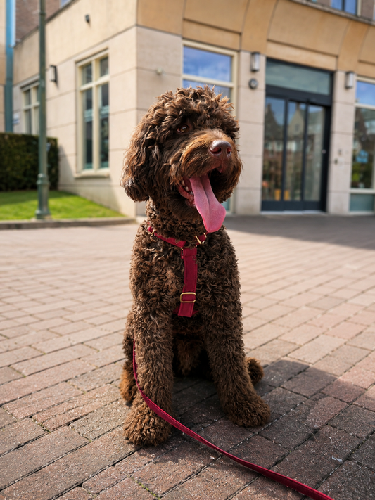Harness Royal Ruby